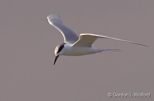 Tern Hovering_34263.jpg - Photographed along the Gulf coast near Port Lavaca, Texas, USA.